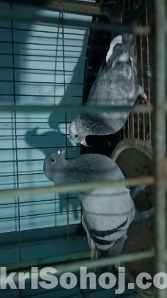 একজোড়া রেসিং হোমার কবুতর বিক্রি করা হবে